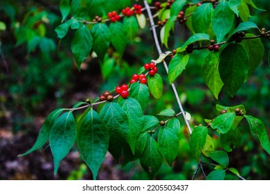 Red Honeysuckle Berries On The Bush