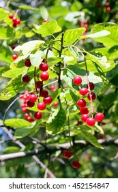 Red Honeysuckle Berries, Summer.