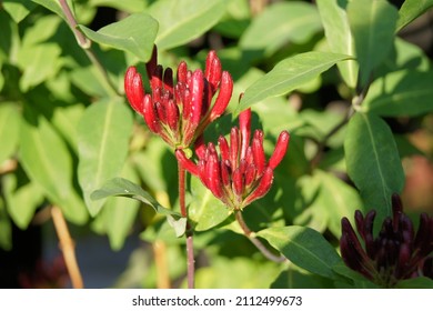 Red Honeysuckle In Grandmother's Garden