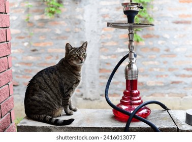 Red hookah standing on a table and cat. Cat sitting next to waterpipe. Nargila