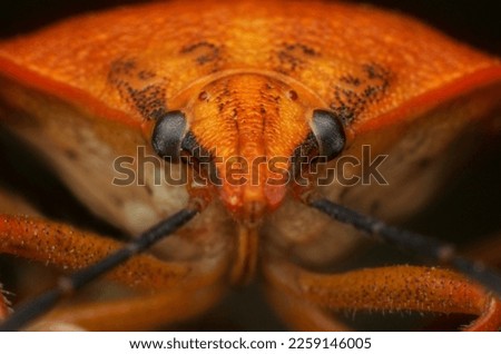 Similar – Image, Stock Photo bootlicker Snail Animal