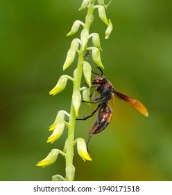 Red Hornet With Venomous Sting