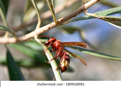 Red Hornet Wasp On Green Leaf Macro