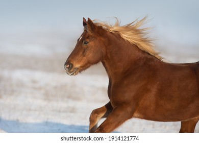 Red horse with blond mane free run in snow field