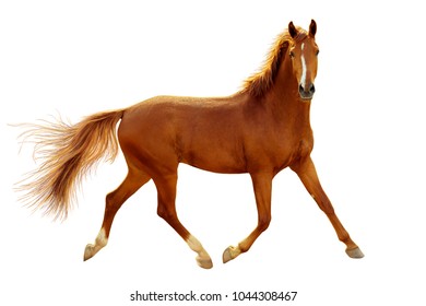 A red horse in contour light is trotting freely.