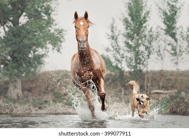 red horse and dog running in water