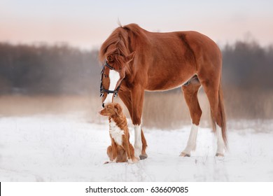 Red Horse And Red Dog Walking In The Field In Winter. Dog Nova Scotia Duck Tolling Retriever