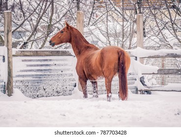 A Red Horse Enjoys Snow In Winter