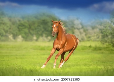 Red horse free run in spring green field - Powered by Shutterstock