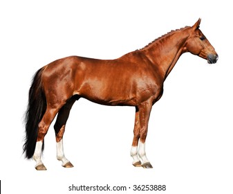 red horse isolated on the white background - Powered by Shutterstock