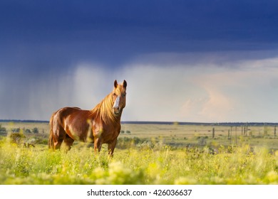 Red horse with long mane in flower field against rainy dark  sky