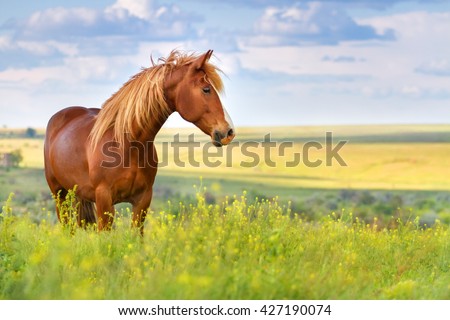Red horse with long mane in flower field against  sky
