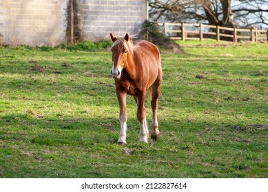 Red Horse With Long Mane.
Irish Draught Horse In English Field With Green Grass