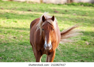 Red Horse With Long Mane.
Irish Draught Horse In English Field With Green Grass