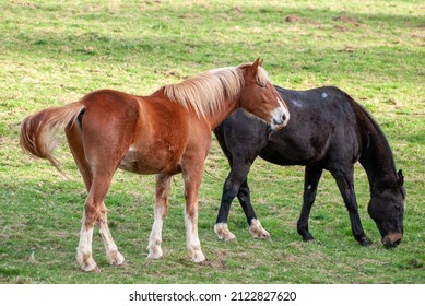 Red Horse With Long Mane.
Irish Draught Horse In English Field With Green Grass