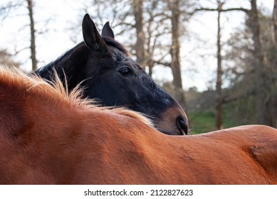 Red Horse With Long Mane.
Irish Draught Horse In English Field With Green Grass