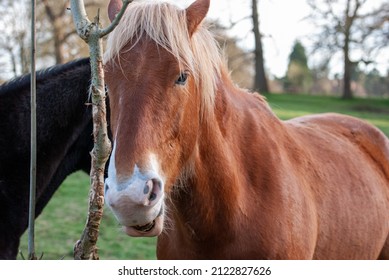 Red Horse With Long Mane.
Irish Draught Horse In English Field With Green Grass