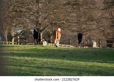 Red Horse With Long Mane.
Irish Draught Horse In English Field With Green Grass