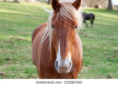 Red Horse With Long Mane.
Irish Draught Horse In English Field With Green Grass