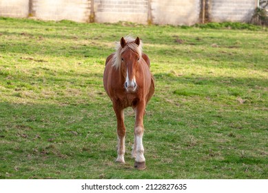 Red Horse With Long Mane.
Irish Draught Horse In English Field With Green Grass