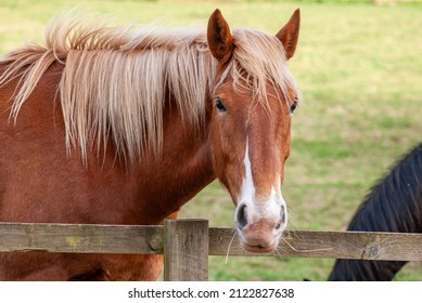 Red Horse With Long Mane.
Irish Draught Horse In English Field With Green Grass