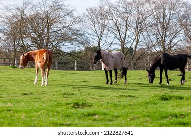 Red Horse With Long Mane.
Irish Draught Horse In English Field With Green Grass