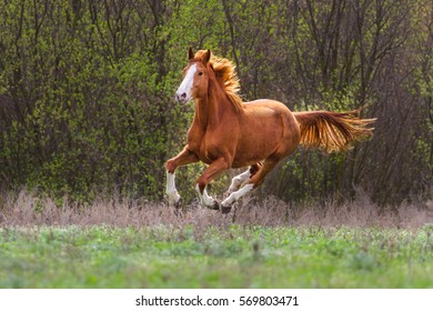 Red Galloping Horse High Res Stock Images Shutterstock