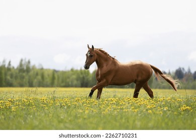 a red horse running in a field - Powered by Shutterstock