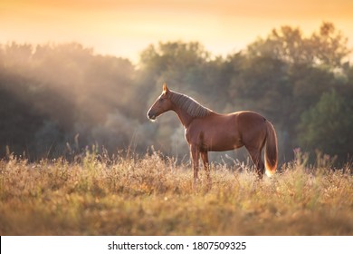 Red Horse Standing In Meadow