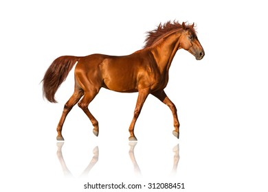 Red Horse Trotting Isolated On White