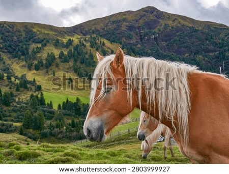Red horses in the fields of the Dolomite Alps                              