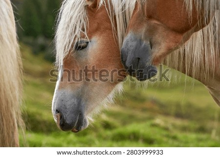 Red horses in the fields of the Dolomite Alps                              