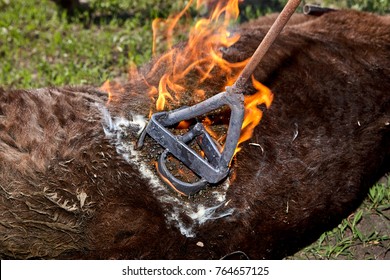 Red Hot Branding Iron Causing Flaming When Applied To The Flank Of A Yearling Calf