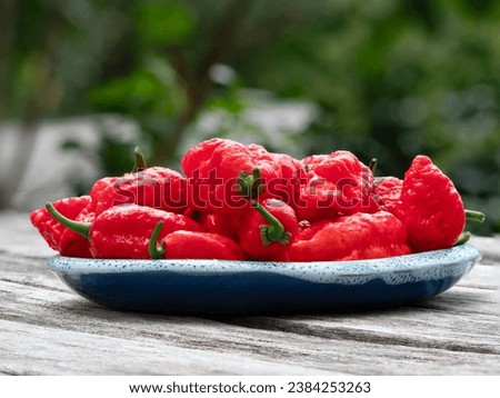 Red hot Carolina Reaper Chili fruits on plate in close up view