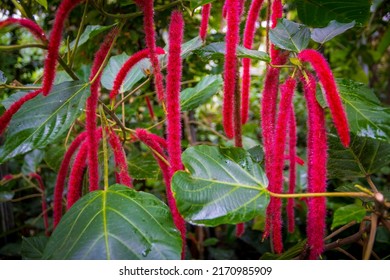 Red Hot Cat Tail Plant Or Latin Name Acalypha Hispida. Also Known As Philippine Medusa.