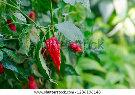 Red hot chili, Brut Jolokia (Ghost Pepper)