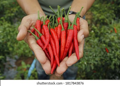 Red hot chili on rain season in garden - Shutterstock ID 1817843876
