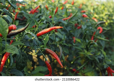 630 Chili nursery Images, Stock Photos & Vectors | Shutterstock