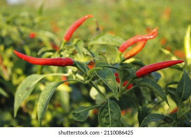 630 Chili nursery Images, Stock Photos & Vectors | Shutterstock