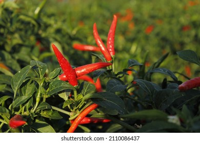 630 Chili nursery Images, Stock Photos & Vectors | Shutterstock