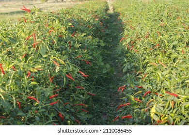 630 Chili nursery Images, Stock Photos & Vectors | Shutterstock