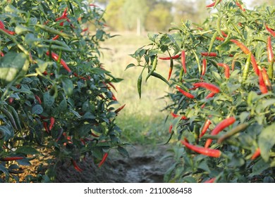 630 Chili nursery Images, Stock Photos & Vectors | Shutterstock