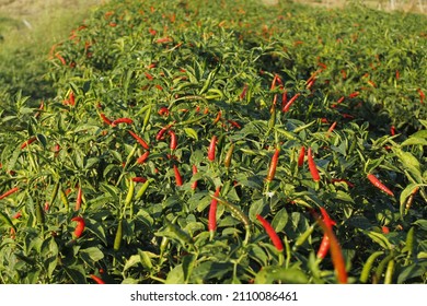 630 Chili Nursery Images, Stock Photos & Vectors 