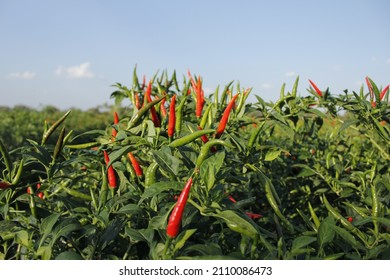 630 Chili nursery Images, Stock Photos & Vectors | Shutterstock