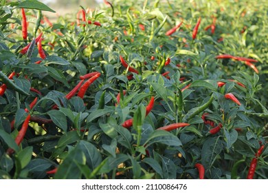 630 Chili nursery Images, Stock Photos & Vectors | Shutterstock