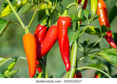 Red hot chili pepper on the bush. hot ripe pepper - Shutterstock ID 2192513517