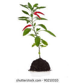 Red Hot Chili Pepper Plant Seedling  With Leaves On A White