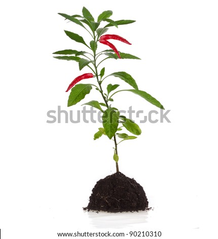 red hot chili pepper plant seedling  with leaves on a white