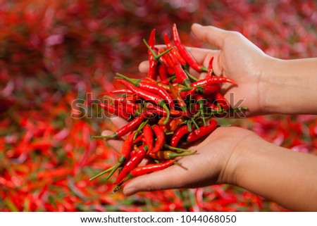Red hot chili peppers in hand