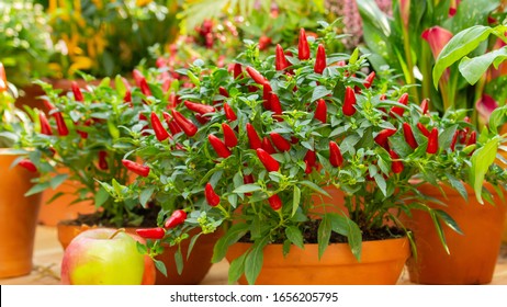 Red hot chilli pepper on a green bush in a clay pot, small fresh jalapeno peppers fresh organic whole. Potted chili peppers, bright juicy color, autumn harvest